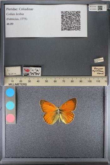 Media type: image;   Entomology 193834